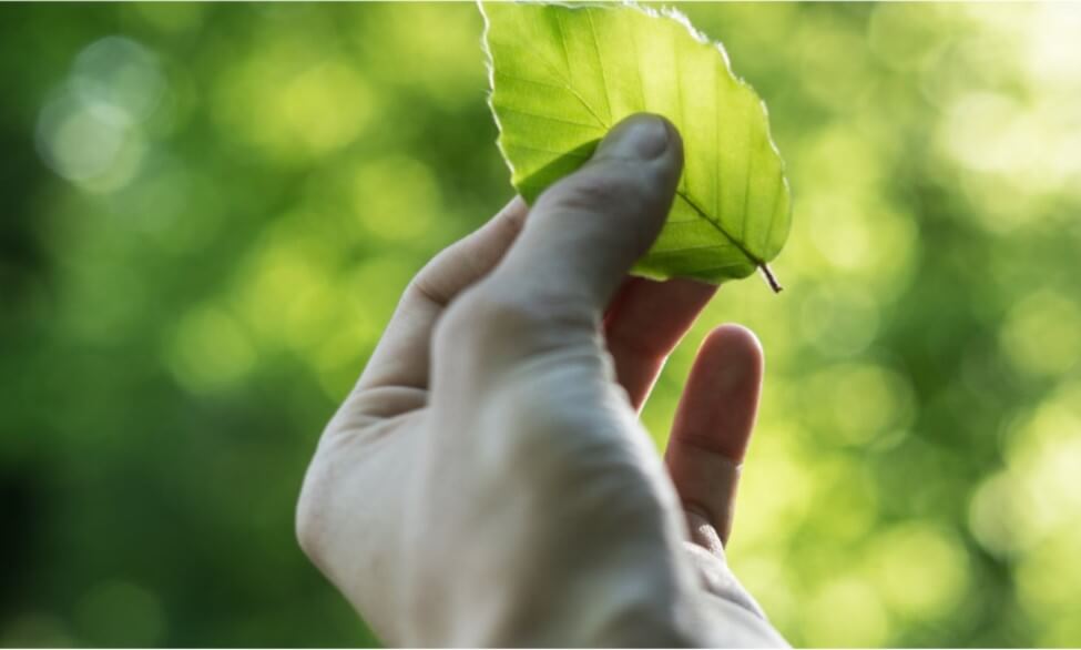 leaf